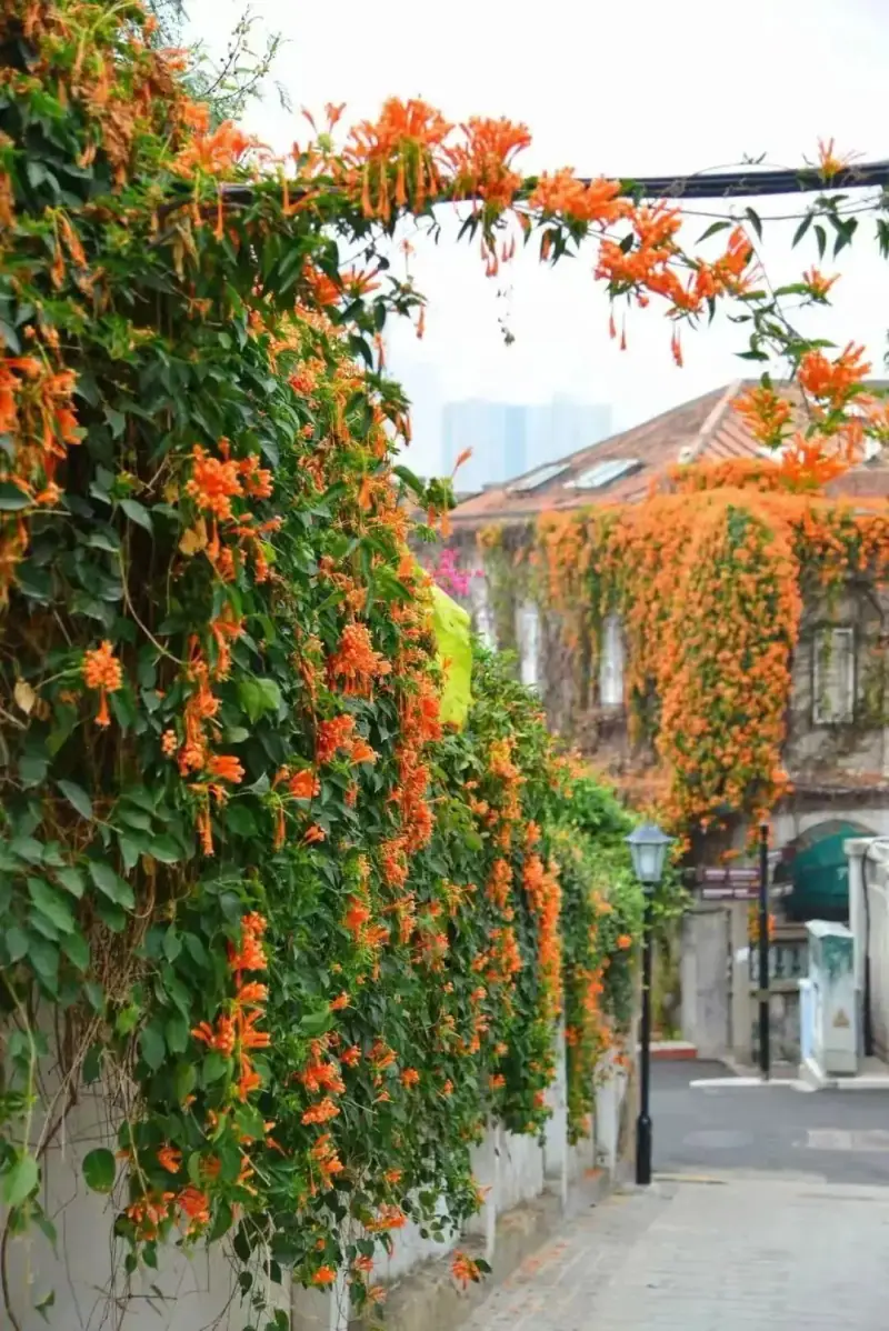 Bougainvillea over a garden wall