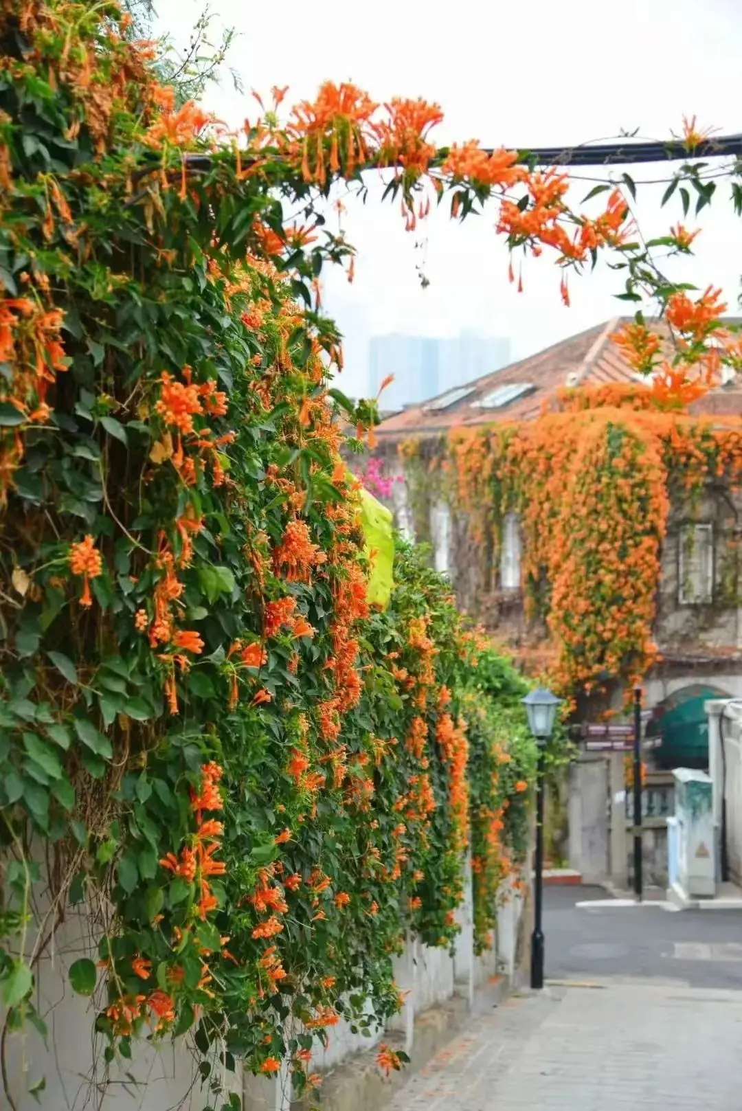 Bougainvillea over a garden wall