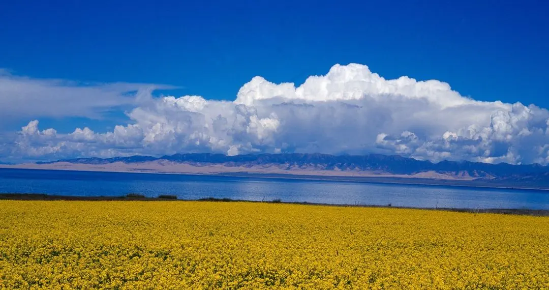 Rapeseed along the shore in July