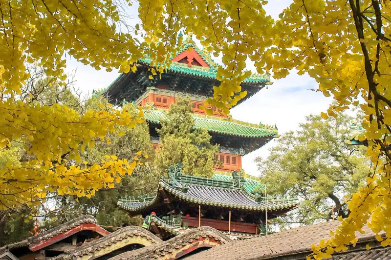 The bell tower under its old ginkgo